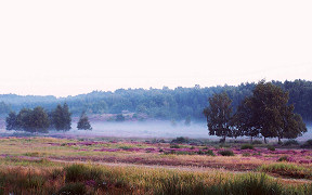Wallpaper Wahner Heide